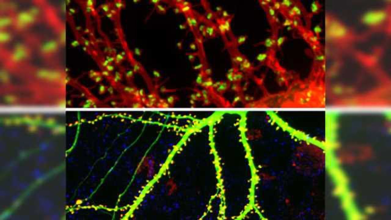 Researchers shed light on how neurons exchange neurotransmitters