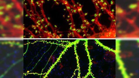 Researchers shed light on how neurons exchange neurotransmitters
