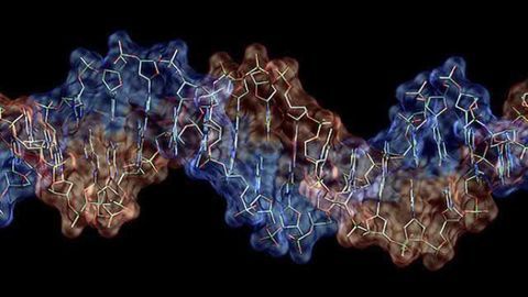 Why brain neurons in Parkinson's disease stop benefiting from levodopa
