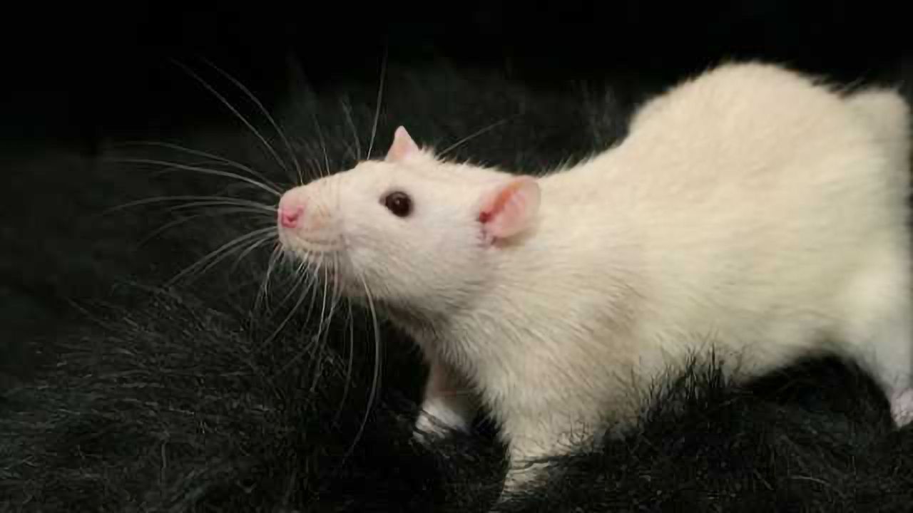 Rat whiskers shed light on how neurons communicate touch