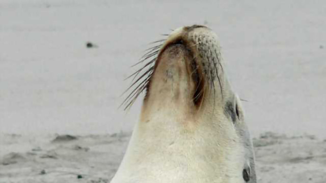 What can a sea lion teach us about musicality?