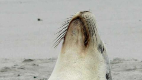 What can a sea lion teach us about musicality?