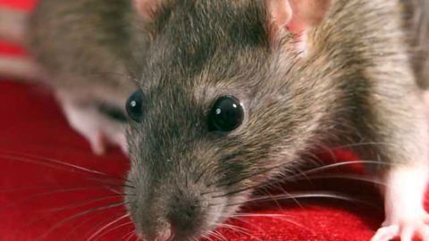 Drink-seeking rats provide sobering look into genetics of alcoholism