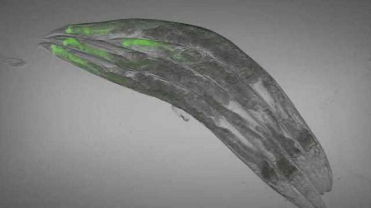 Targeting the gut-brain connection can impact immunity
