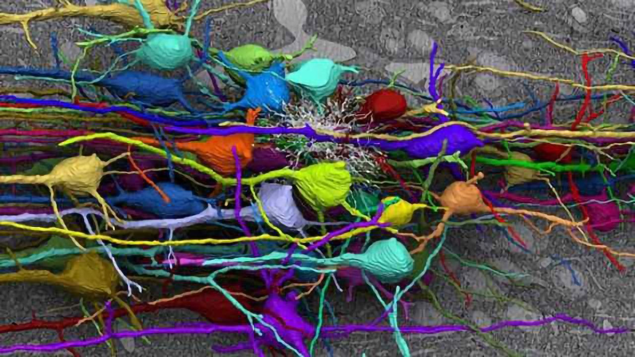 New research sheds light on the role of proteins and how synapses work