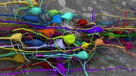 New research sheds light on the role of proteins and how synapses work