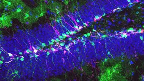 Neural stem cells control their own fate