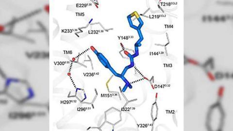 Designer agent blocks pain in mice without morphine's side effects