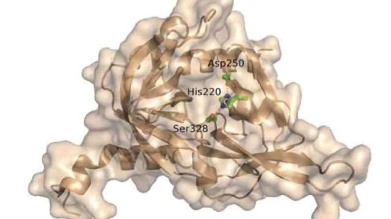 New mechanism discovered for Alzheimer's risk gene