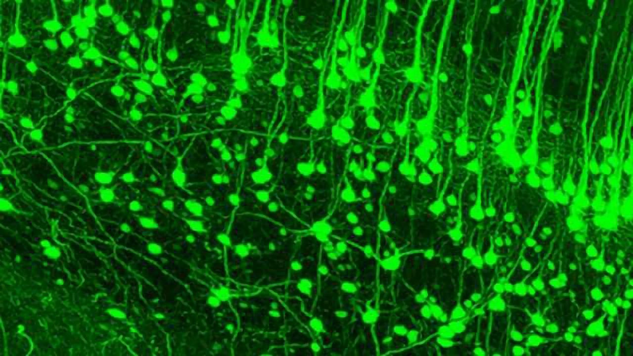 A clear view of the nervous system