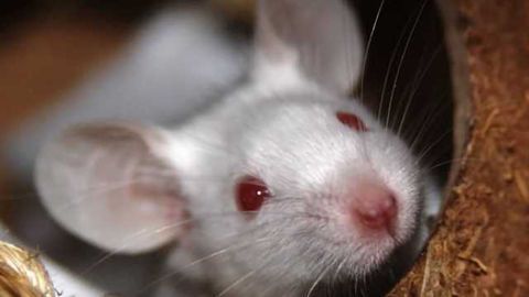 Stroke-like brain damage is reduced in mice injected with omega-3s