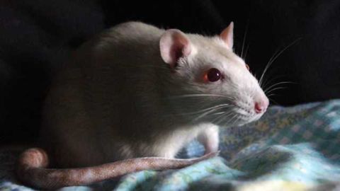 THC makes rats lazy, less willing to try cognitively demanding tasks: study