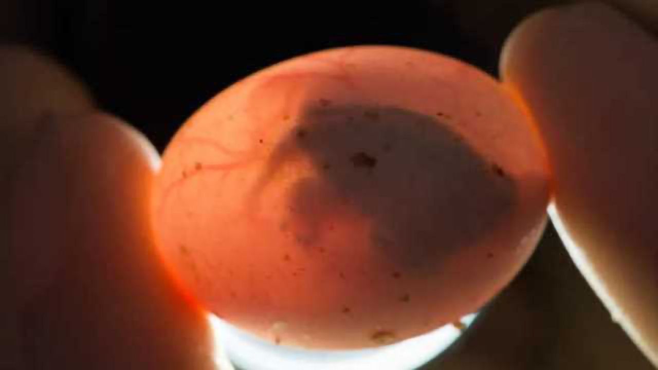 BPA can disrupt painted turtles' brain development could be a population health concern