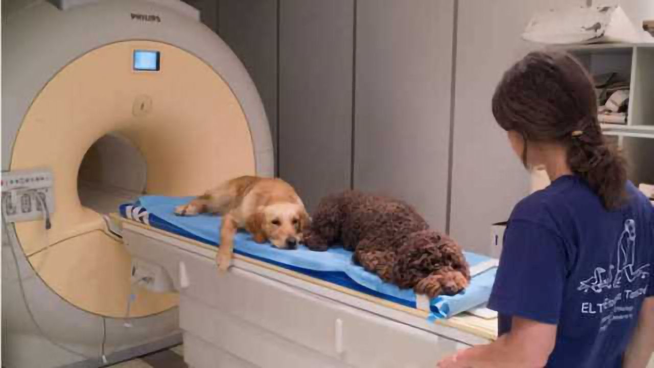 Do dogs process speech in the same ways humans do?