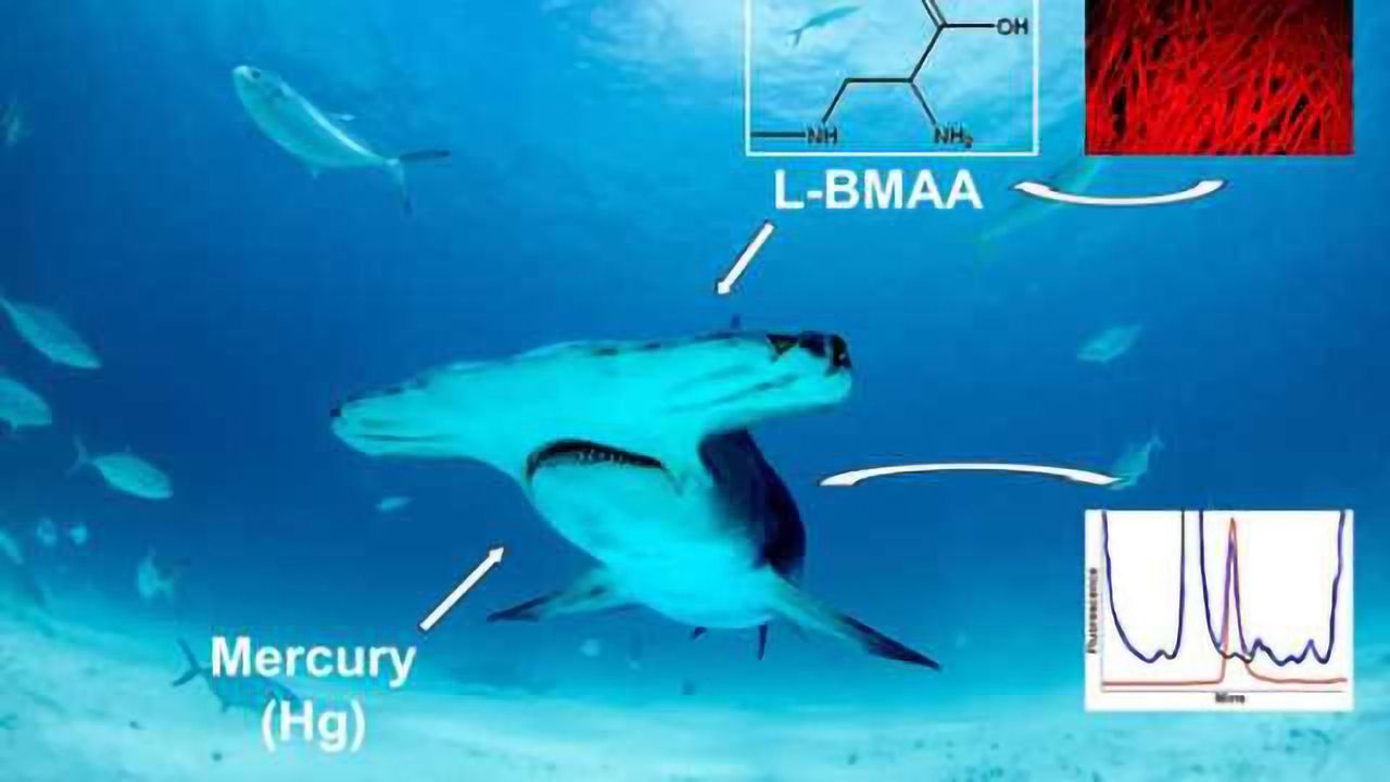 Shark fins & meat contain high levels of neurotoxins linked to Alzheimer's