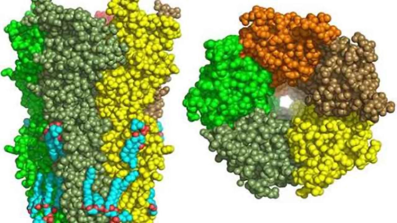 Alzheimer's: Nicotinic receptors as a new therapeutic target