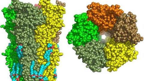 Alzheimer's: Nicotinic receptors as a new therapeutic target