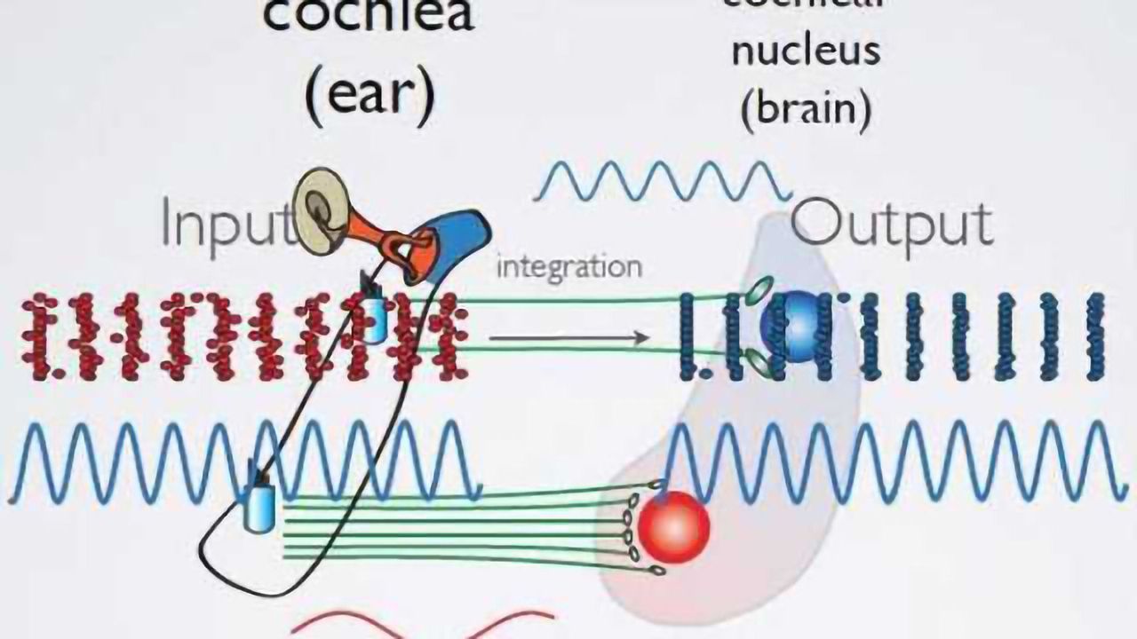 All in the timing: Mapping auditory brain cells for maximum hearing precision