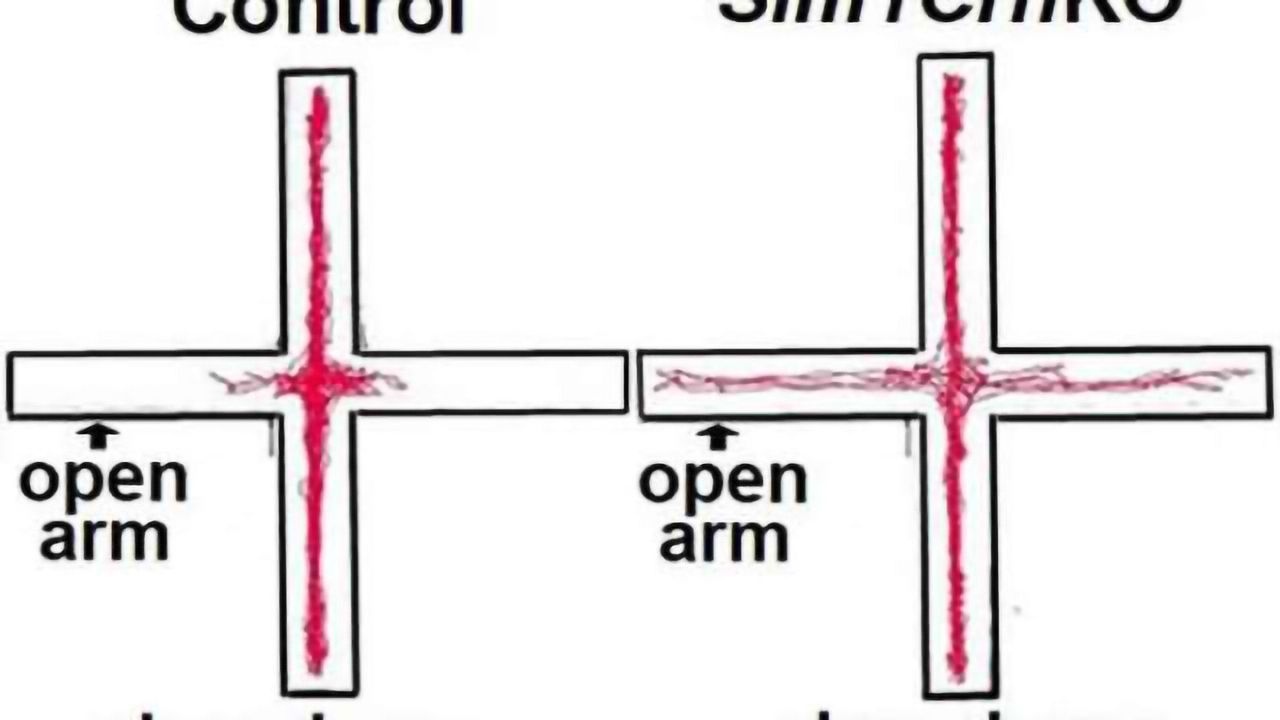 A new angle on anxiety