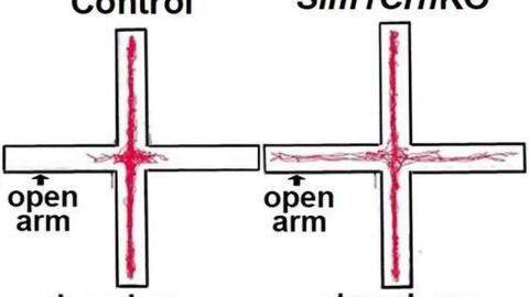 A new angle on anxiety