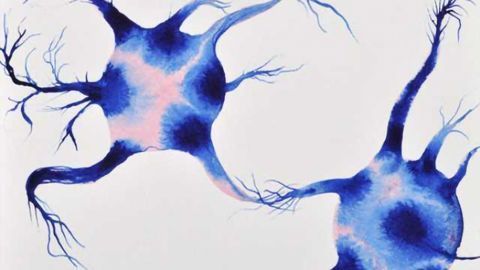 Model maps out molecular roots of learning and memory formation