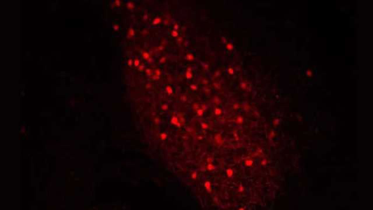 New mouse model points to drug target potentially useful for increasing social interaction in autism