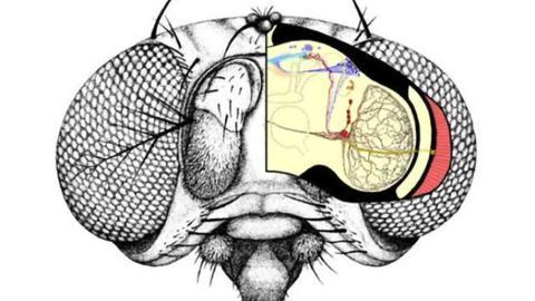 Light causes drosophila to take longer midday nap