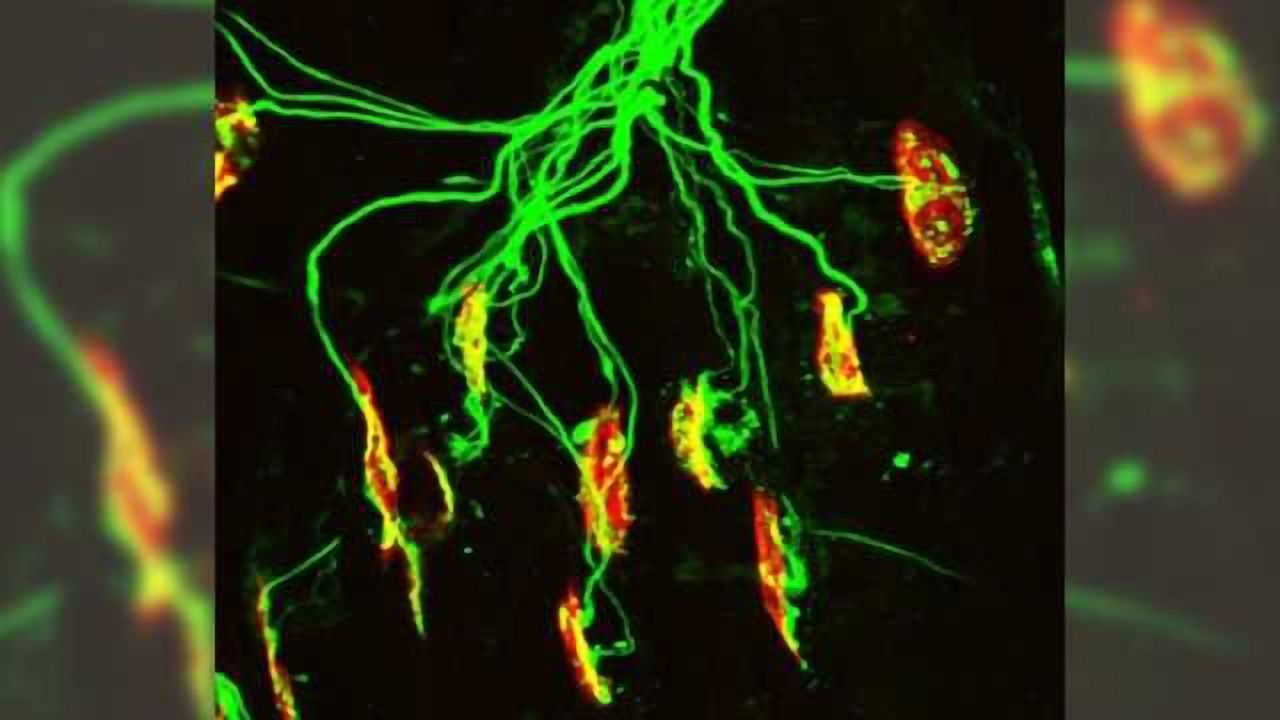 Glutamate plays previously unknown role in neuromuscular development