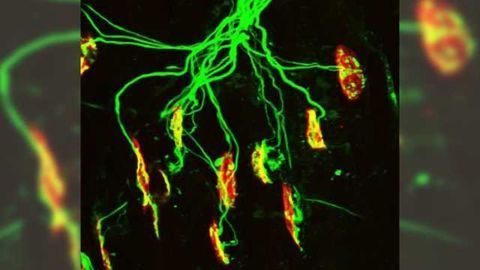 Glutamate plays previously unknown role in neuromuscular development