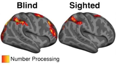 Math study shows our brains are far more adaptable than we know