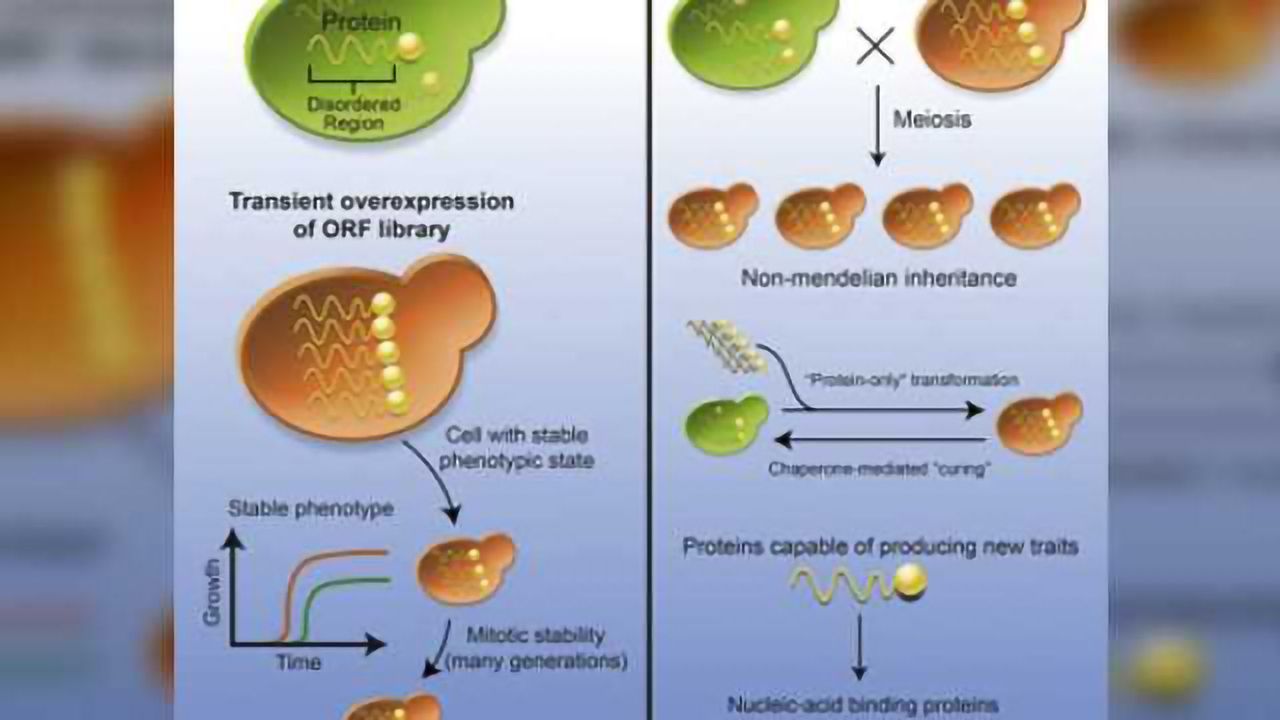 Prions can pass on beneficial traits, study finds