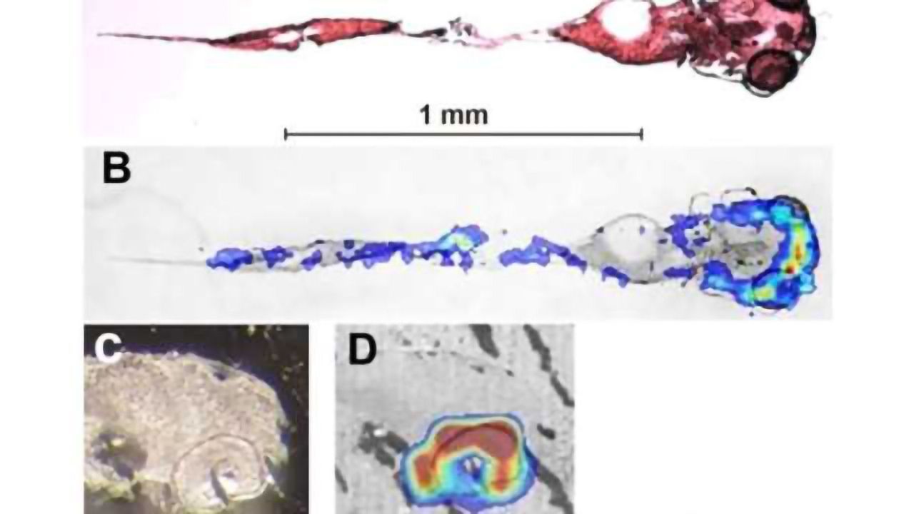 Cocaine accumulation in fish eyes