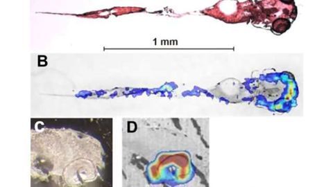 Cocaine accumulation in fish eyes