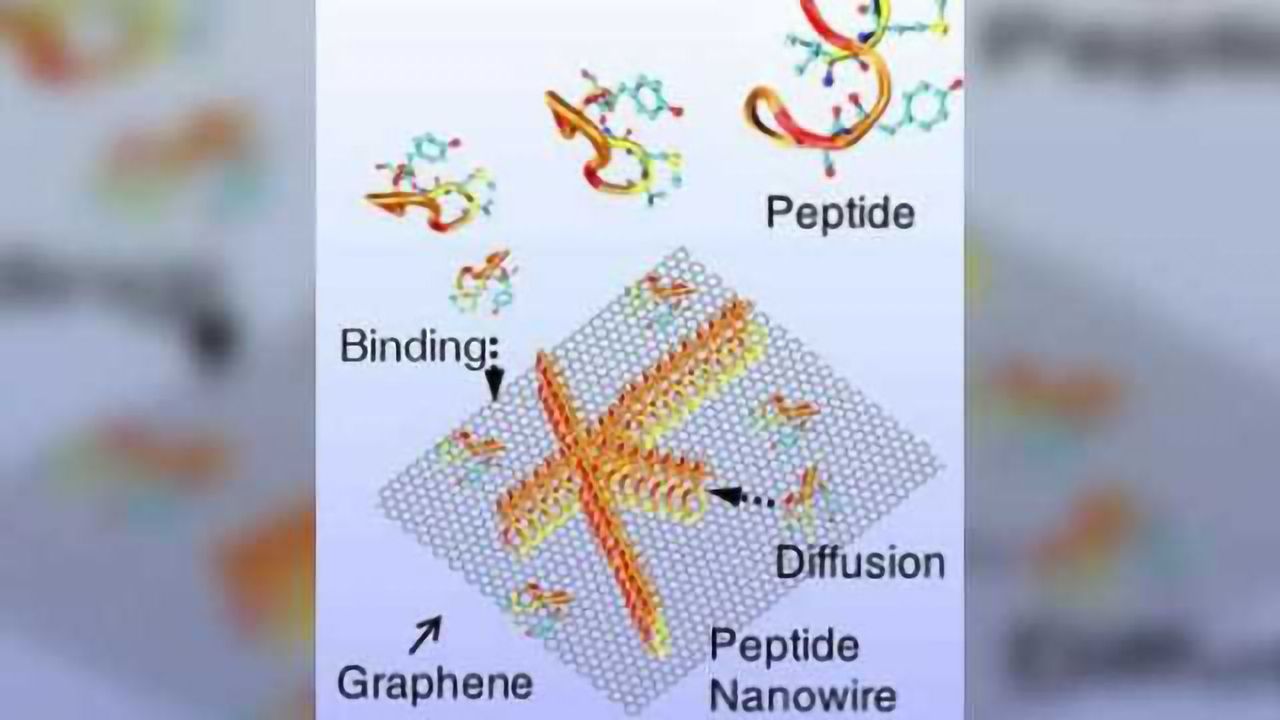 New protein bridges chemical divide for 'seamless' bioelectronics devices