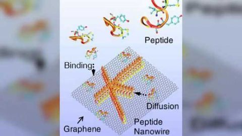 New protein bridges chemical divide for 'seamless' bioelectronics devices
