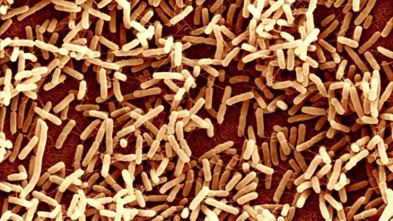 Study demonstrates role of gut bacteria in neurodegenerative diseases