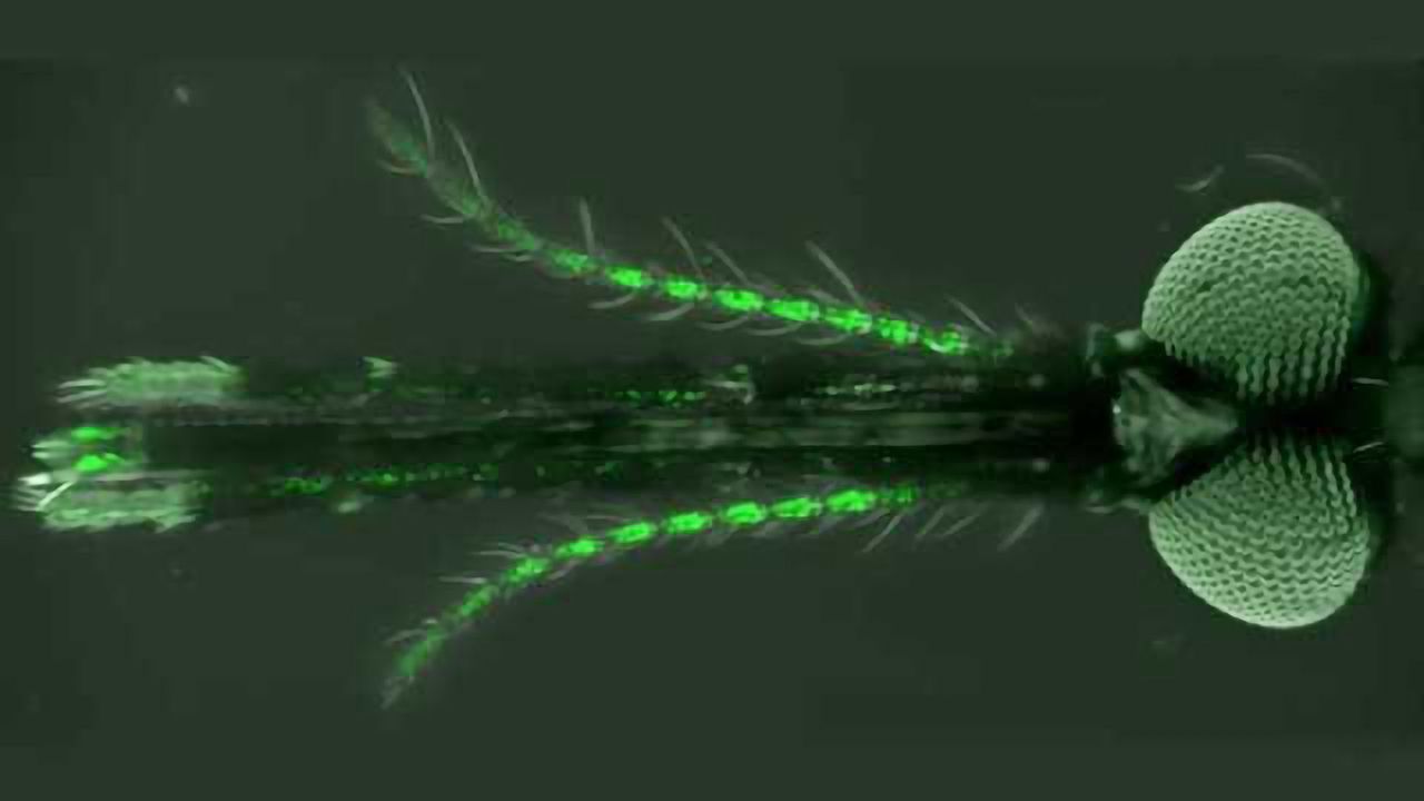 Altering the 'flavor' of humans could help fight malaria