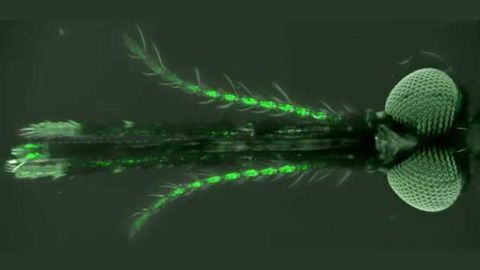 Altering the 'flavor' of humans could help fight malaria