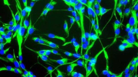 Transplantation with induced neural stem cells improves stroke recovery in mice