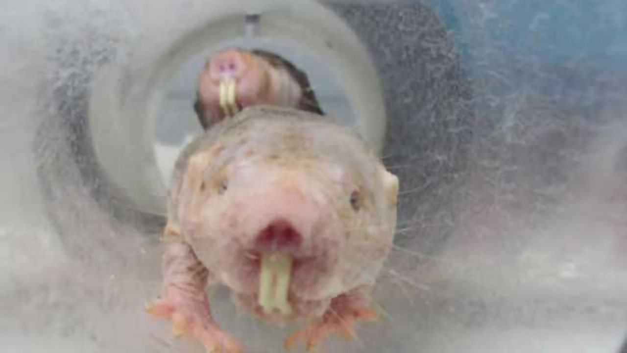 How the naked mole-rat escapes inflammatory pain