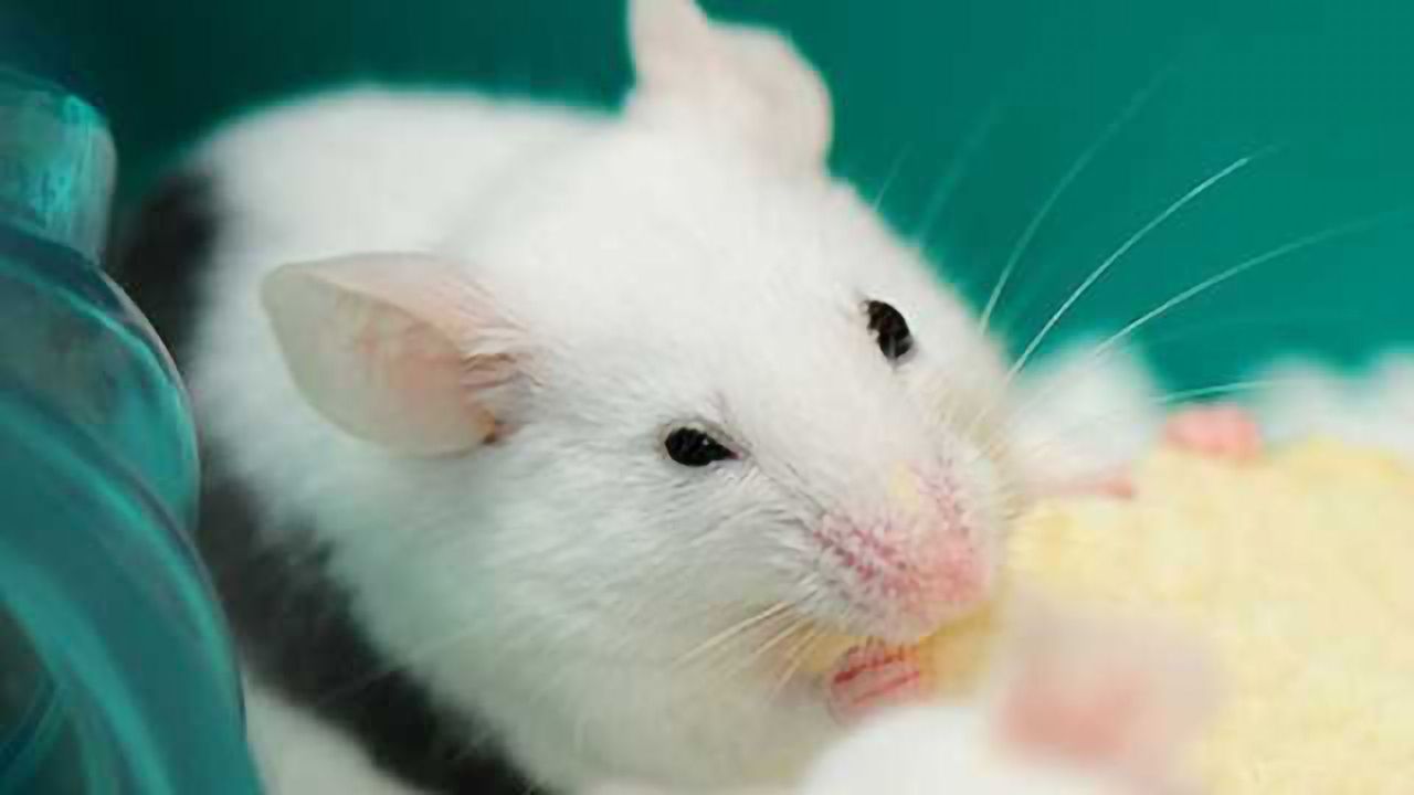 Eating disorder gene alters feeding and behavior in female mice