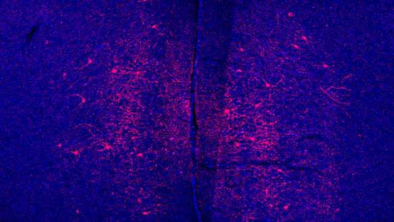 A possible explanation for why male mice tolerate stress better than females