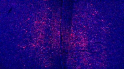 A possible explanation for why male mice tolerate stress better than females