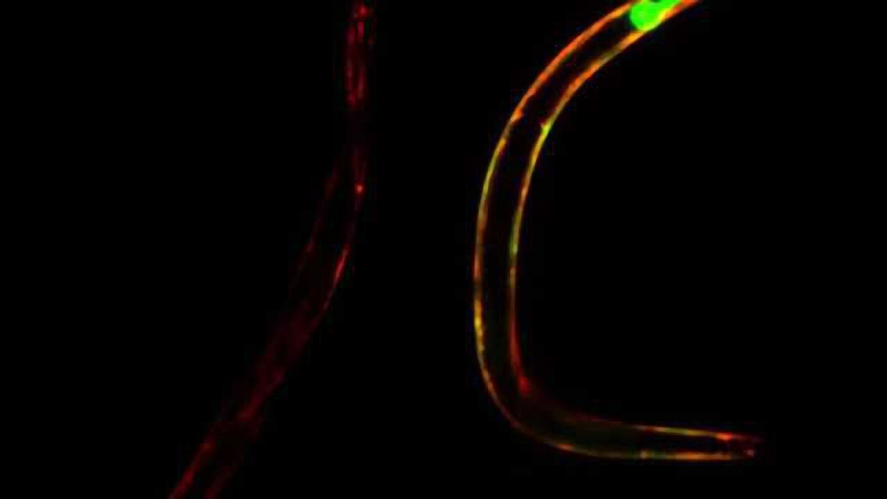 Substance with the potential to postpone aging