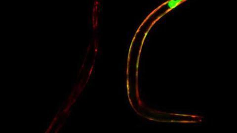 Substance with the potential to postpone aging