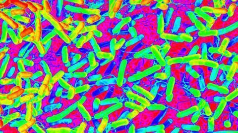 How gut microbes change after spinal cord injury