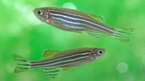 Tweaking the immune response might be a key to combat neurodegeneration