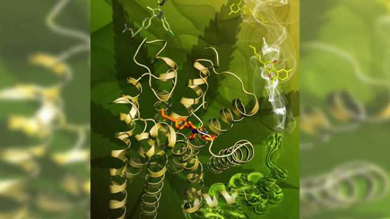 Structure of primary cannabinoid receptor is revealed