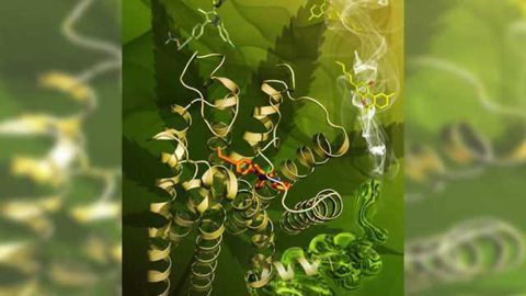 Structure of primary cannabinoid receptor is revealed