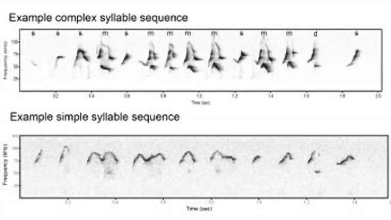 Male mice prove good model of human speech defect